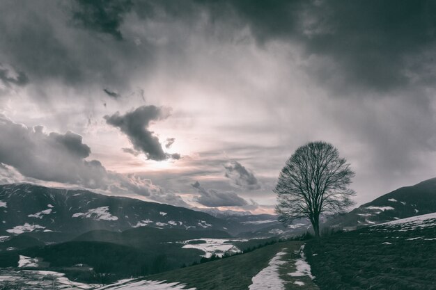 Paysage sombre avec un arbre