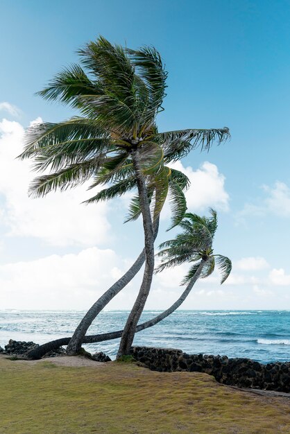 Paysage tropical d'hawaï avec la mer bleue
