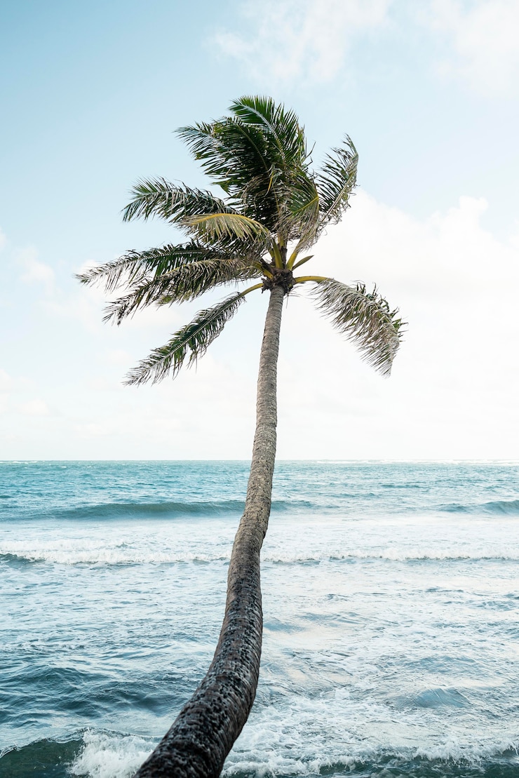 Photo gratuit paysage tropical d'hawaï avec la mer bleue