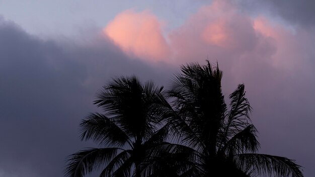 Paysage tropical hawaï avec palmiers