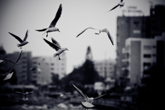 Paysage urbain avec des mouettes. Photo en noir et blanc avec effet grain de film