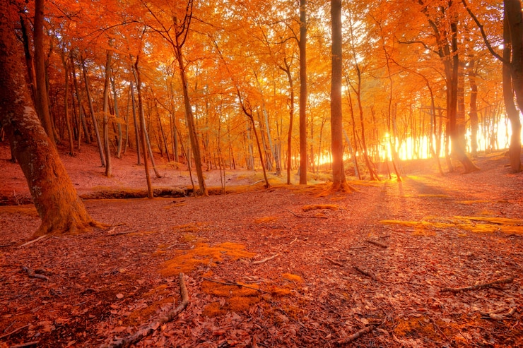 Photo gratuit paysages d&#39;automne.
