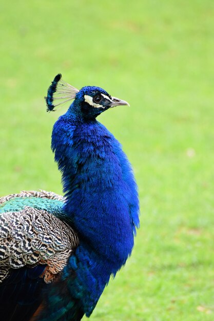 &quot;Peacock coloré à l&#39;extérieur&quot;