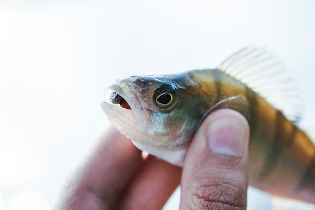 Pêcheur, tenue, poisson, sur, arrière-plan flou