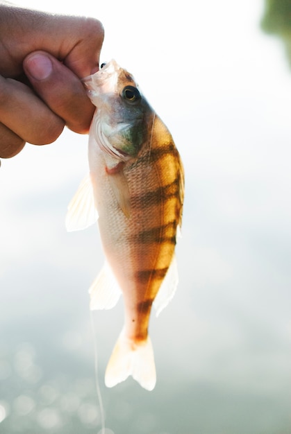 Photo gratuite pêcheur, tenue, poisson, dans, a, main, sur, arrière-plan flou