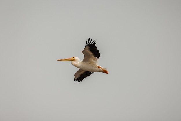 Pélican blanc et noir dans le ciel