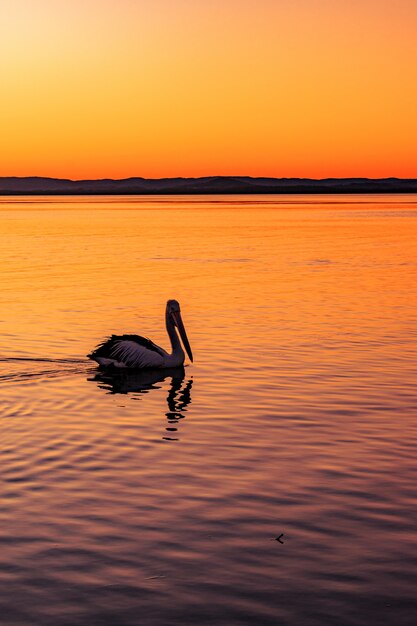 Pélican solitaire nageant dans la mer avec la belle vue sur le coucher du soleil
