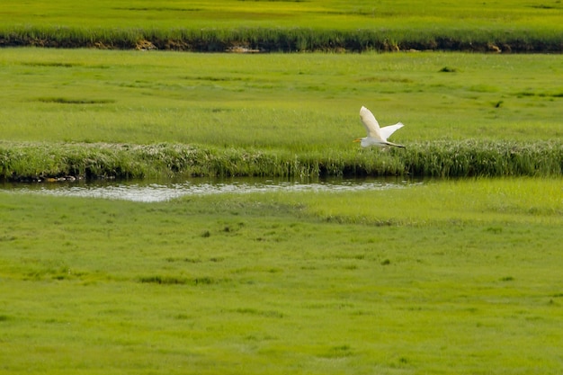 Pélican survolant une petite rivière dans un grand et beau champ vert