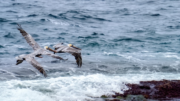Pélicans volants et océan en arrière-plan