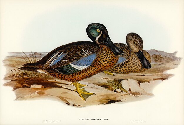 Pelle australienne (Spatula Rhynchotis) illustrée par Elizabeth Gould