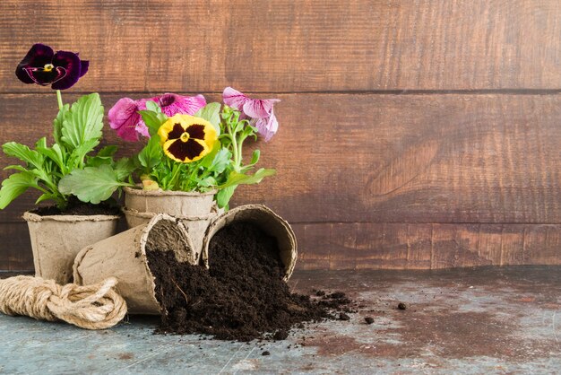 Pensée des plantes plantées dans les pots de tourbe contre un mur en bois sur un bureau en béton