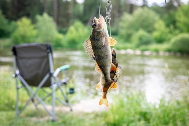 Photo gratuite perche sur une canne à pêche sur un fond de lac flou