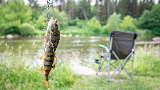 Photo gratuite perche sur une canne à pêche sur un fond de lac flou