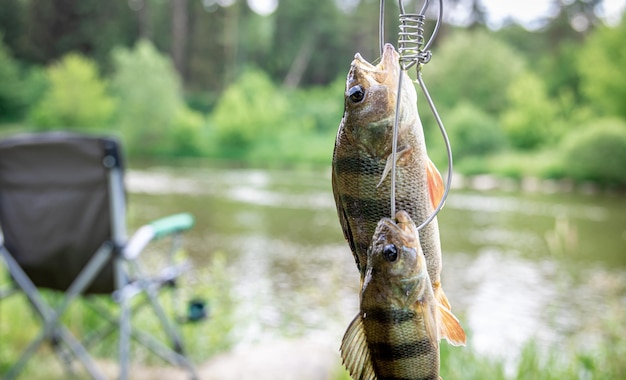 Photo gratuite perche sur une canne à pêche sur un fond de lac flou