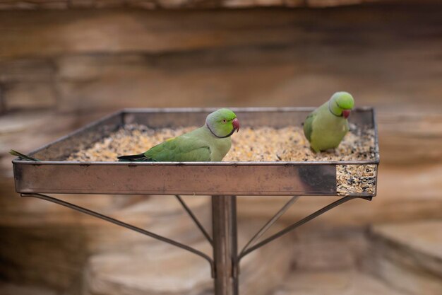 Perroquet bagué. les oiseaux sont assis dans une mangeoire à grains