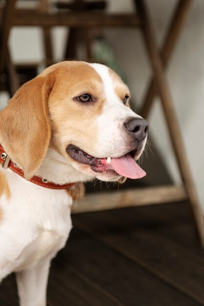 Une personne âgée avec son chien de compagnie