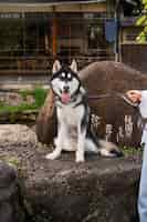 Photo gratuite personne promenant son chien husky à l'extérieur