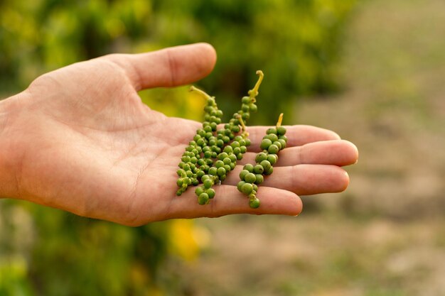 Personne tenant des plants de poivron vert