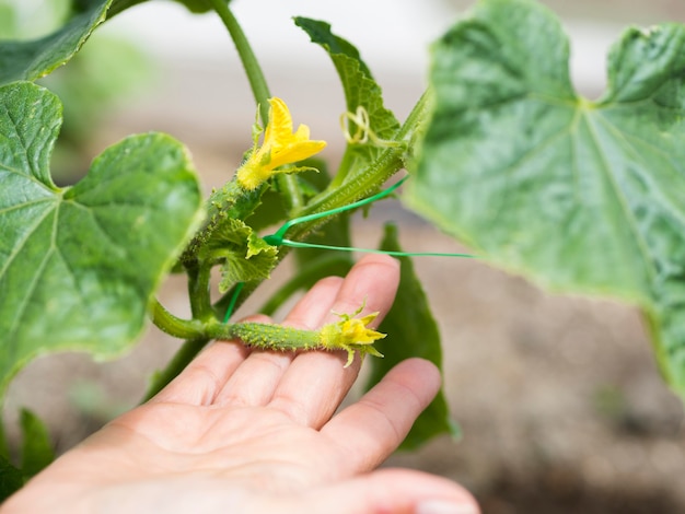 Personne, tenue, plante, gros plan