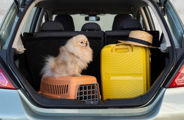 Personne voyageant avec son animal de compagnie et sa cage