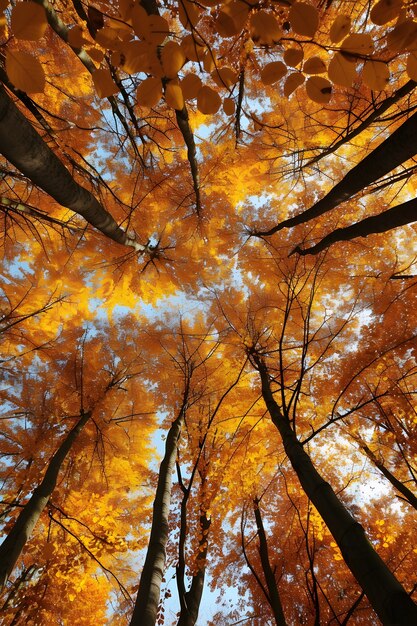 Perspective à bas angle de l'arbre avec une belle canopée