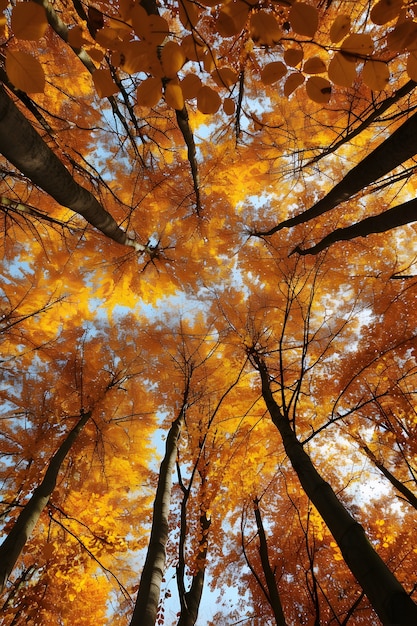Perspective à bas angle de l'arbre avec une belle canopée