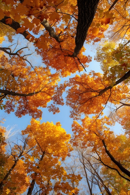 Photo gratuite perspective à bas angle de l'arbre avec une belle canopée