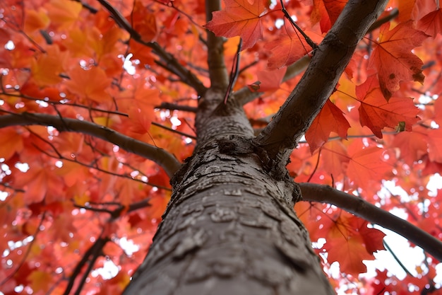 Photo gratuite perspective à bas angle de l'arbre avec une belle canopée