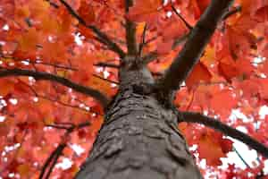 Photo gratuite perspective à bas angle de l'arbre avec une belle canopée