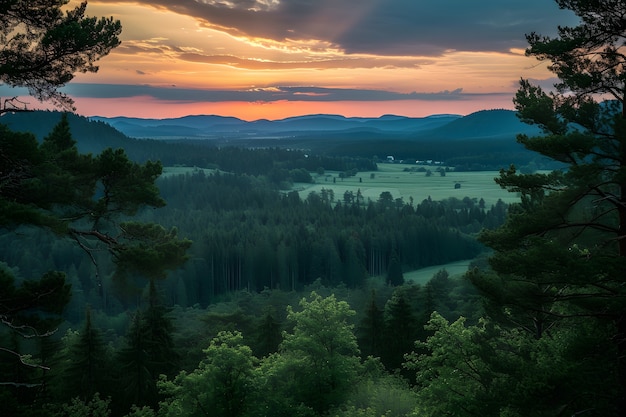 Photo gratuite la perspective d'une belle canopée d'arbres