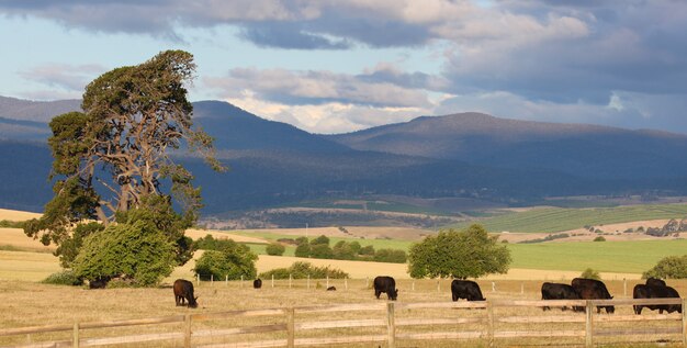 Perspectives rurales avec montagnes