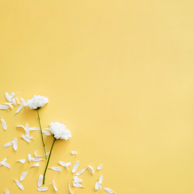 Pétales blancs et fleurs