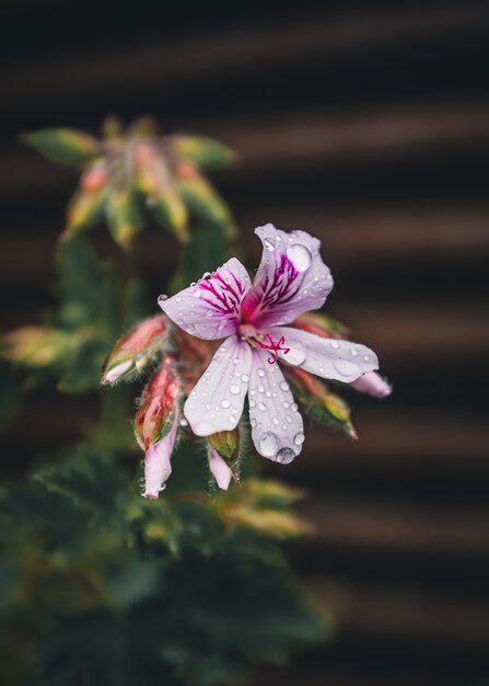 Pétales de fleurs blanches et violettes avec des gouttes de pluie
