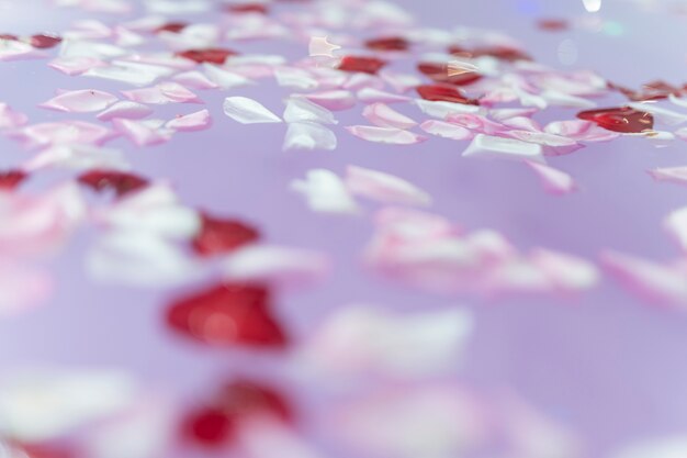 Pétales de fleurs sur l&#39;eau pourpre