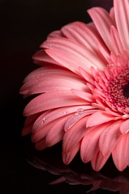 Pétales de gerbera rose sur fond noir