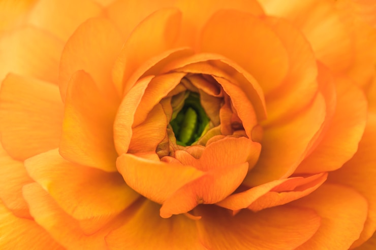 Photo gratuit pétales orange de fleur exotique