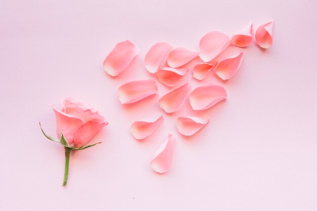 Pétales de roses roses en arrangement