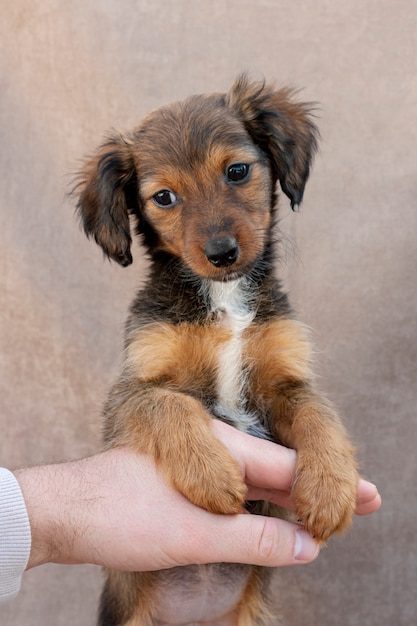 Petit angle élevé chien debout sur la main du propriétaire