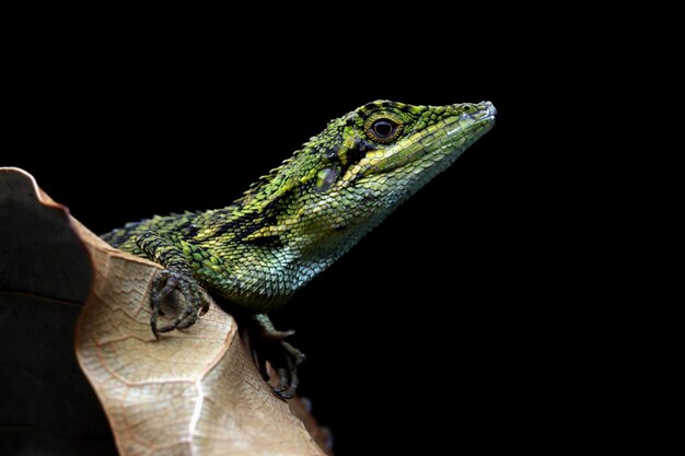 Petit arbre agamid pseudocalotes tympanistriga lézard indonésien gros plan