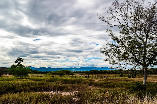 Photo gratuite petit arbre dans la vallée sous le ciel nuageux sombre pendant la journée