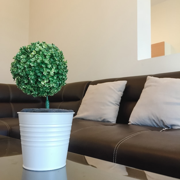 Le petit arbre de Dracaena braunii dans le pot en céramique blanche