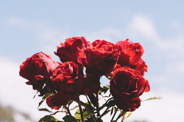 Petit bouquet de roses rouges.