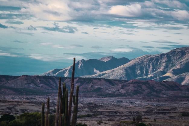 Photo gratuite petit buisson de cactus dans le désert de tatacoa, colombie lors d'une journée sombre