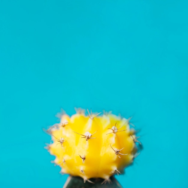 Petit cactus jaune sur bleu