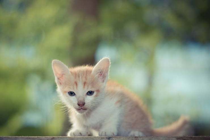 Photo gratuit petit chat