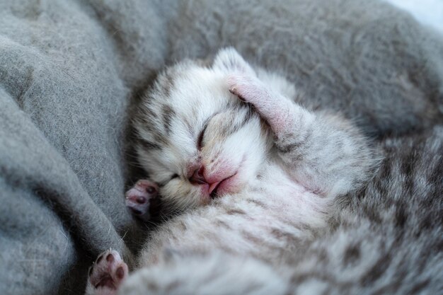 Le petit chaton dort avec ses pattes à côté de sa tête