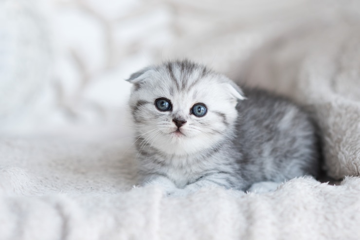Photo gratuit petit chaton gris aux yeux bleus se trouve sur le canapé gris