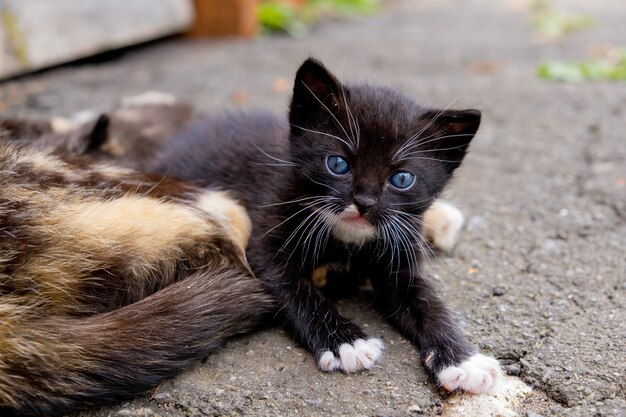 Petit Chaton Noir Aux Yeux Bleus A L Exterieur Photo Premium