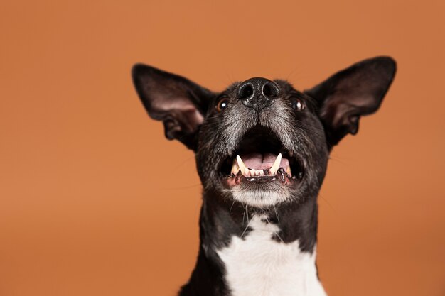 Petit chien adorable dans un studio