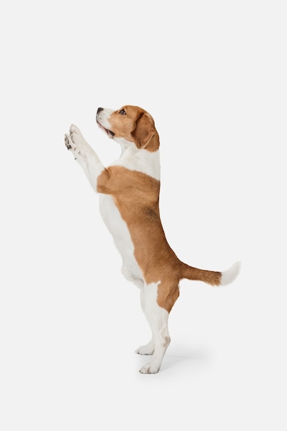 Petit chien drôle beagle posant isolé sur mur blanc